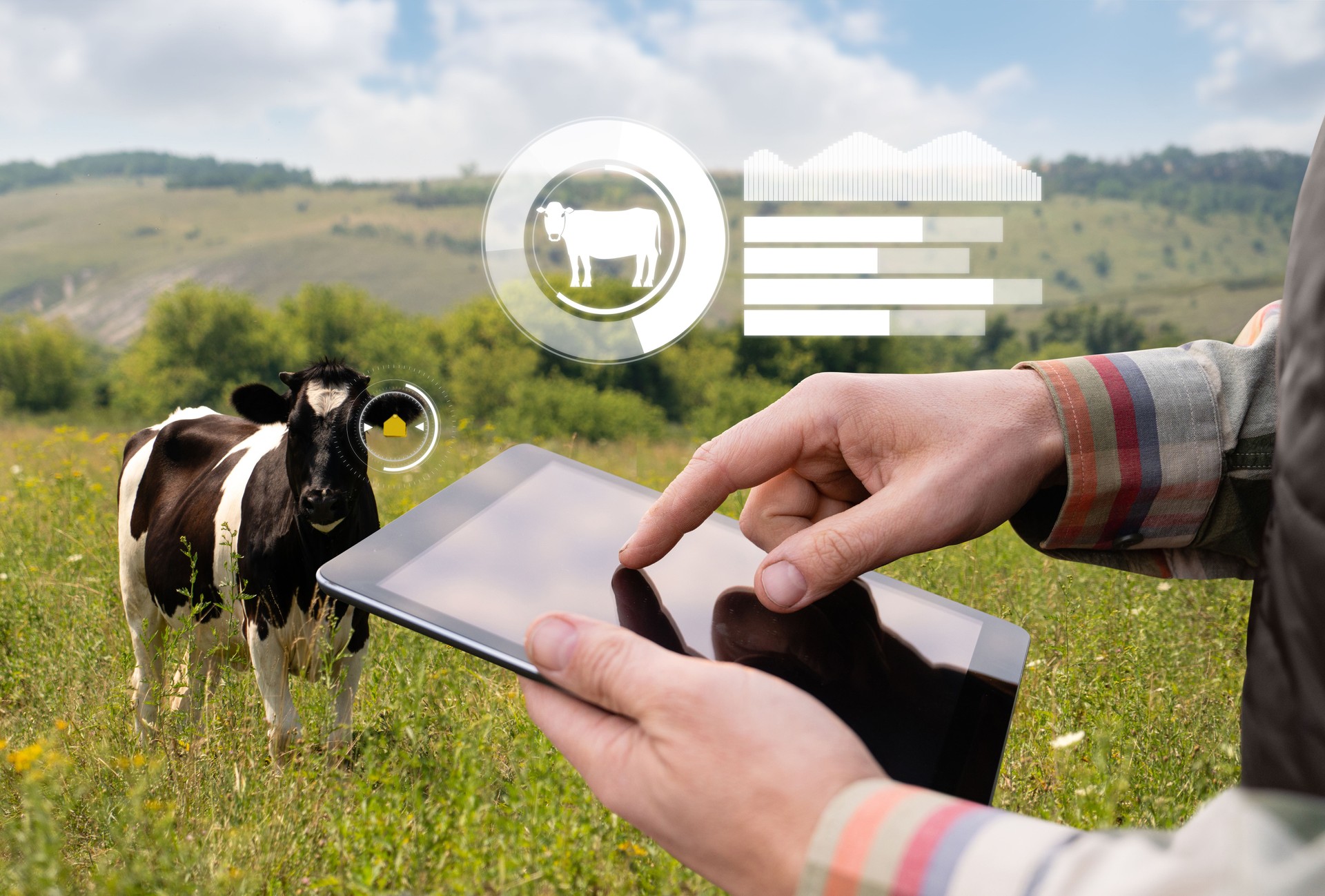 Farmer with tablet computer inspects cows in the pasture.