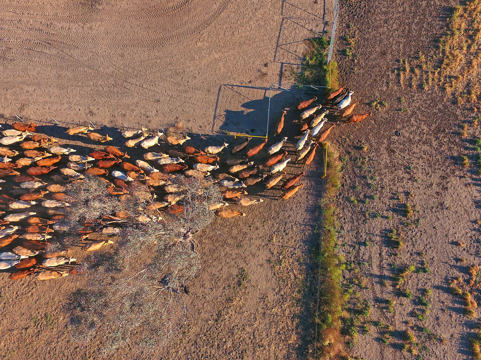 Aerial view of Outback Cattle mustering featuring herd of livestock cows