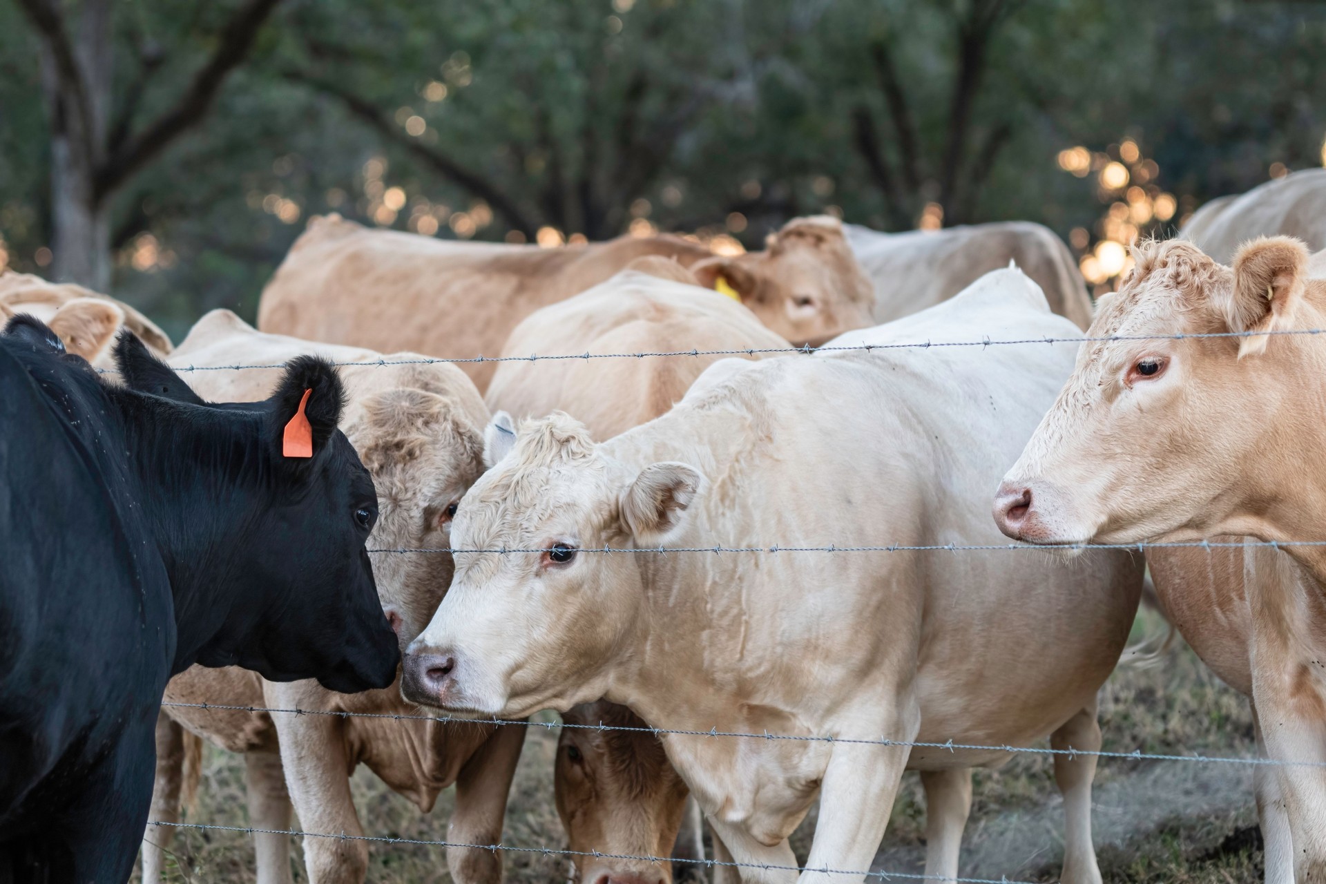 Cattle from different fields coming nose-to-nose with one another